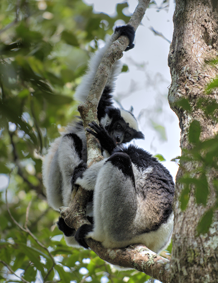 Two Indri lemurs